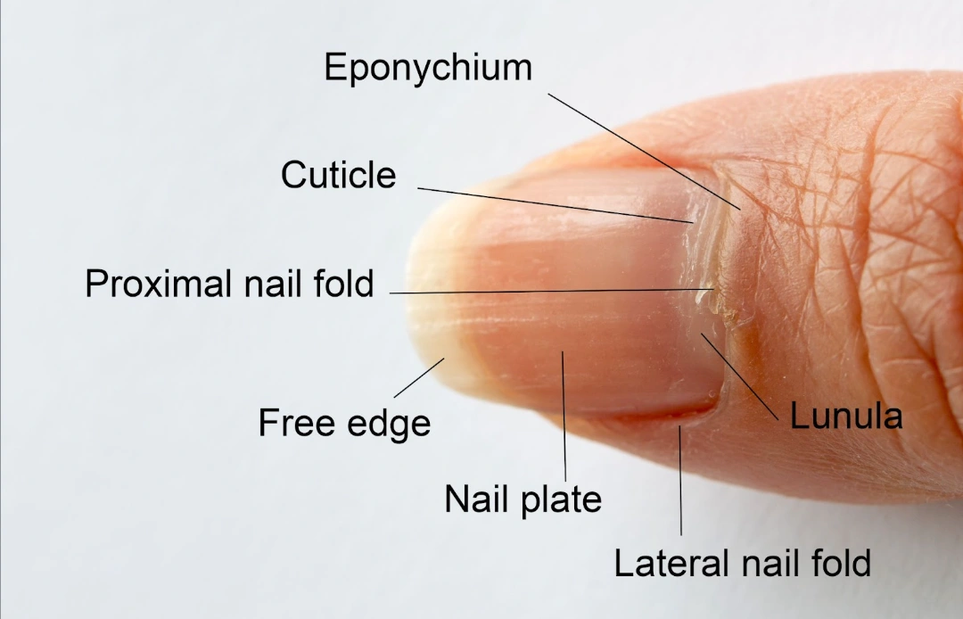 nail biopsy procedure singapore