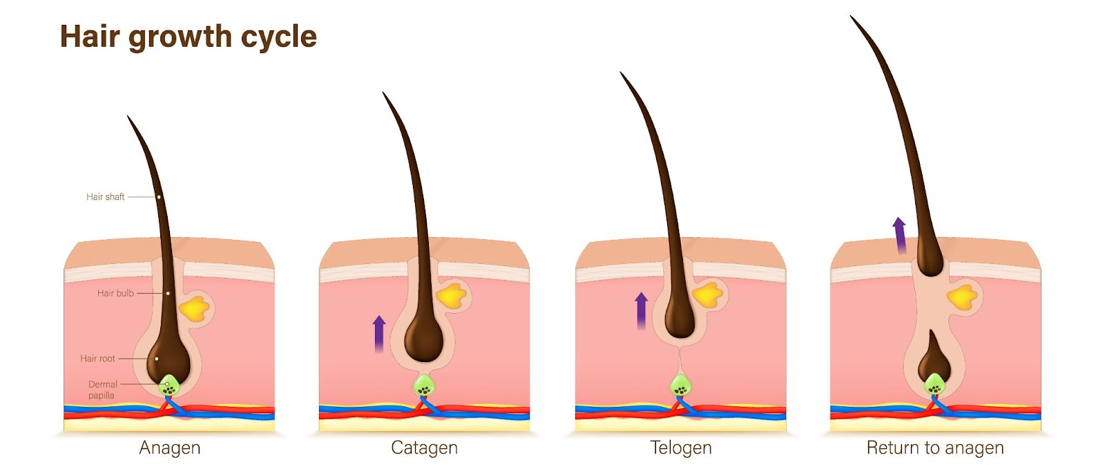 Hair growth cycle diagramme